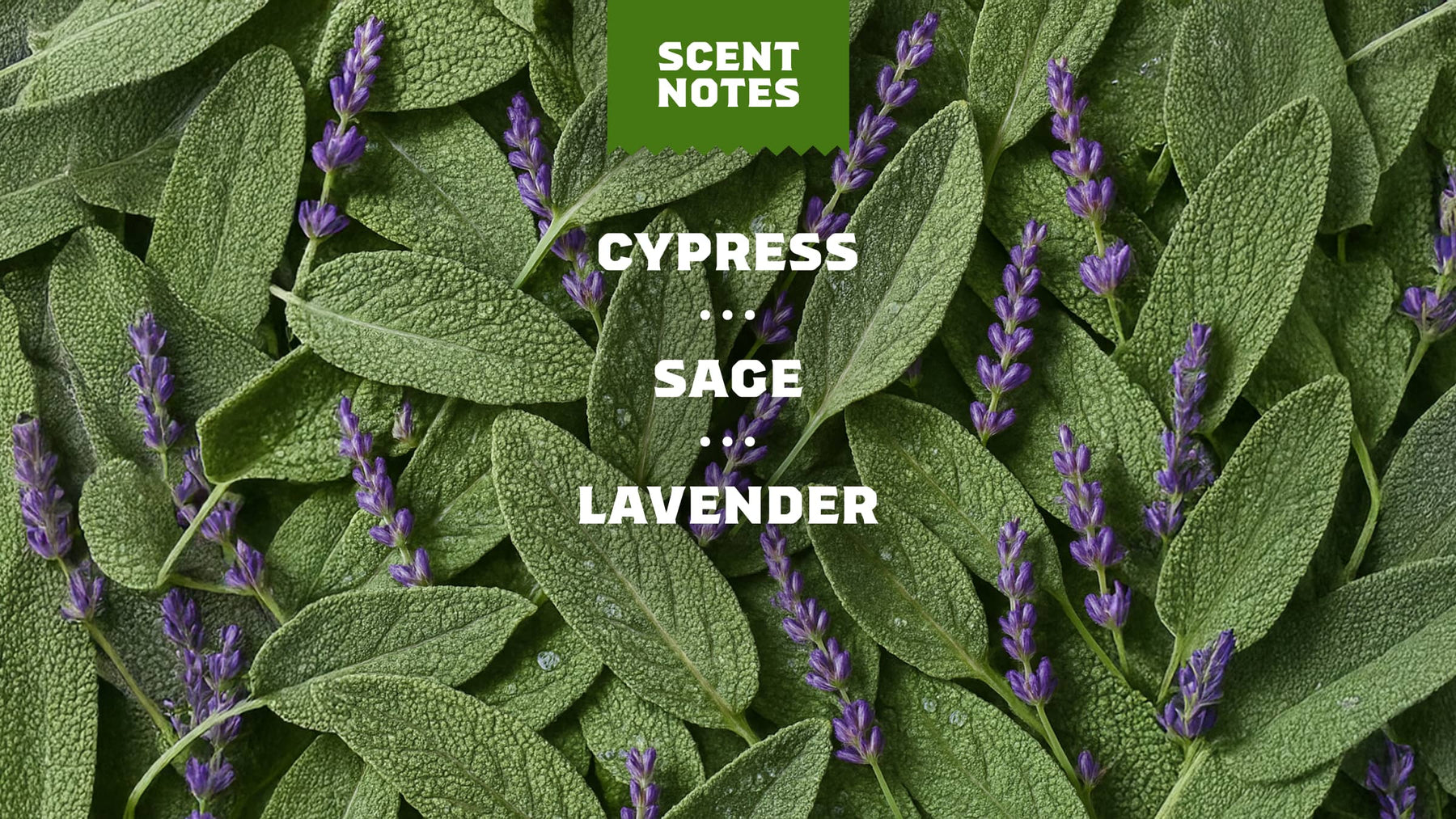 Alpine Sage - Outdoor Start